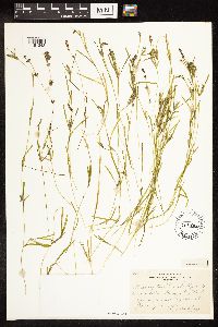 Potamogeton friesii image