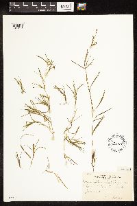 Potamogeton friesii image