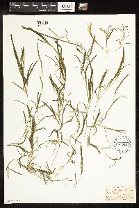 Potamogeton friesii image