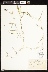 Potamogeton friesii image