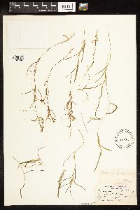 Potamogeton friesii image
