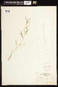 Potamogeton friesii image