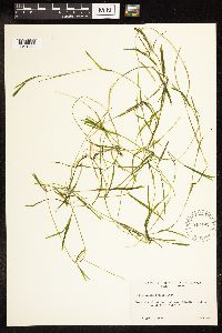 Potamogeton friesii image