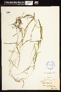 Potamogeton friesii image