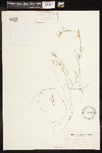 Potamogeton friesii image