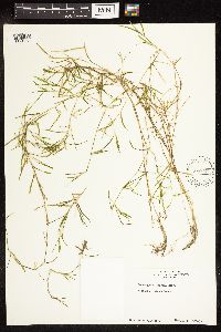 Potamogeton friesii image