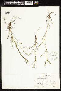 Potamogeton friesii image