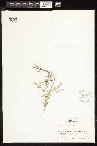 Potamogeton friesii image