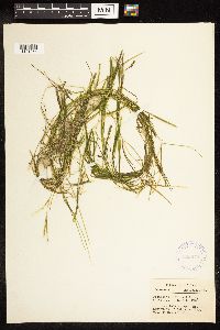 Potamogeton friesii image