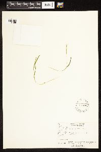 Potamogeton friesii image