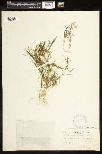 Potamogeton friesii image