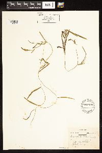 Potamogeton friesii image