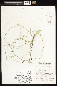 Potamogeton friesii image