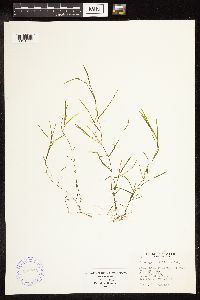 Potamogeton friesii image