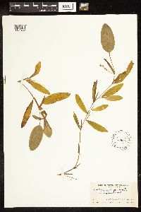 Potamogeton gramineus image