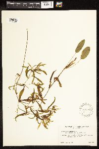 Potamogeton gramineus image