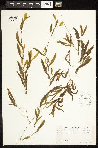 Potamogeton gramineus image