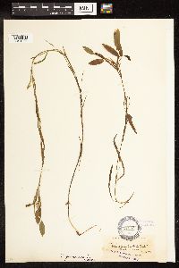 Potamogeton gramineus image