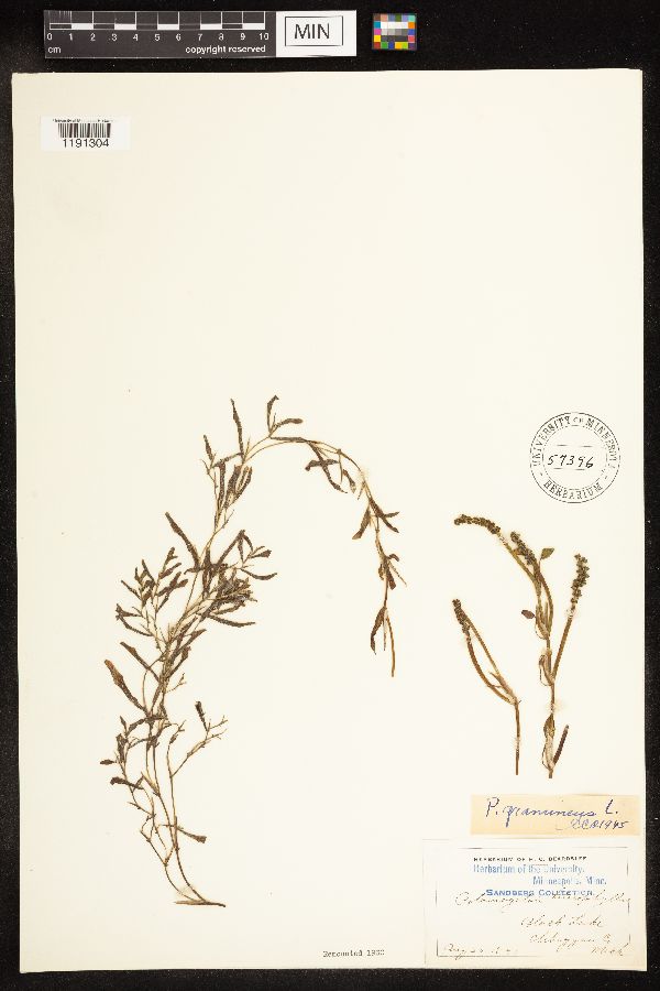 Potamogeton gramineus image