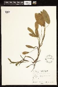 Potamogeton gramineus image