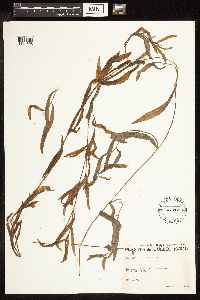 Potamogeton gramineus image