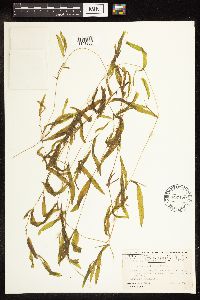 Potamogeton gramineus image