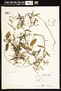 Potamogeton gramineus image