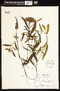 Potamogeton gramineus image