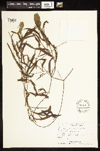 Potamogeton gramineus image