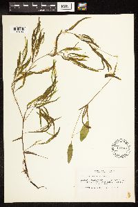 Potamogeton gramineus image