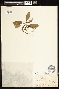 Potamogeton gramineus image