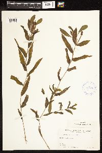 Potamogeton gramineus image