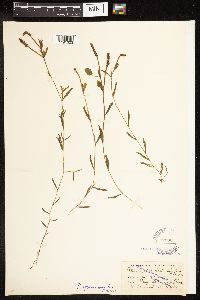 Potamogeton gramineus image