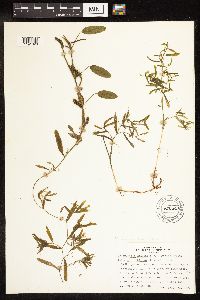 Potamogeton gramineus image