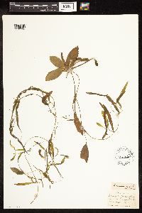 Potamogeton gramineus image