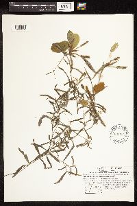 Potamogeton gramineus image