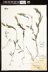 Potamogeton gramineus image