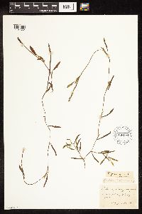 Potamogeton gramineus image