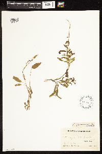 Potamogeton gramineus image