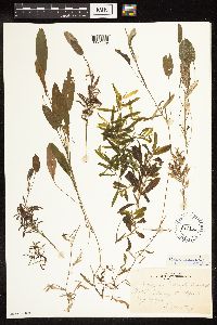 Potamogeton gramineus image