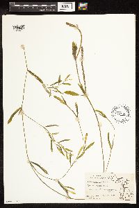 Potamogeton gramineus image