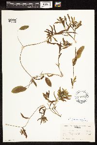 Potamogeton gramineus image