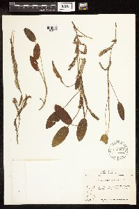 Potamogeton gramineus image