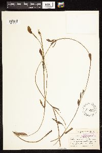 Potamogeton gramineus image