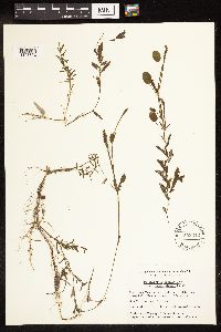 Potamogeton gramineus image