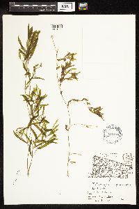 Potamogeton gramineus image