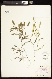 Potamogeton gramineus image