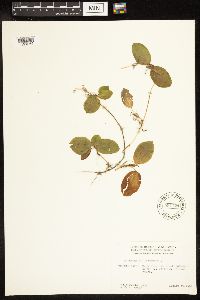 Potamogeton gramineus image