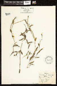 Potamogeton illinoensis image