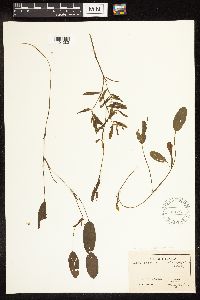 Potamogeton illinoensis image